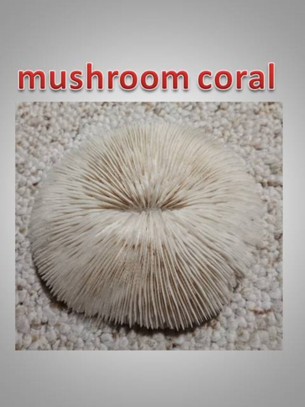 Mushroom Coral